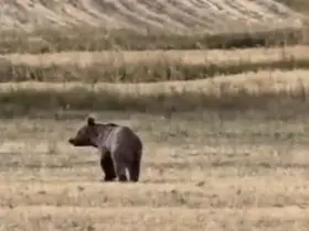 Ardahan’da boz ayı tarlaya indi
