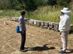 Arıcılık desteklemeleri için kovan sayımları tamamlandı

