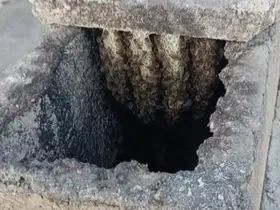 Arılar binanın bacasında oğul verdi

