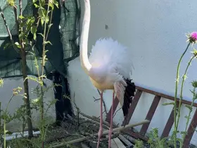Arnavutköy’de ormanlık alanda kanadı kırık flamingo bulundu
