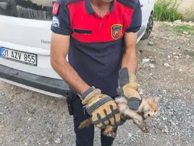Arsuz’da aracın kaputuna giren kediyi itfaiye kurtardı
