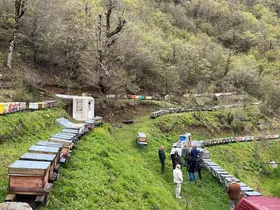 Artvin apiturizmde gelecek vadediyor
