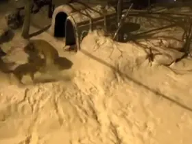 Artvin’de cesur bekçi köpeği 6 kurda meydan okudu
