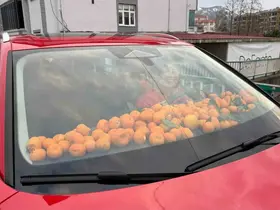 Artvin’de mandalina bereketi torpidoya taştı
