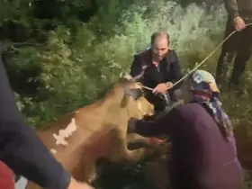 Artvin’de uçuruma düşen inek itfaiye ekiplerinin zorlu operasyonuyla kurtarıldı
