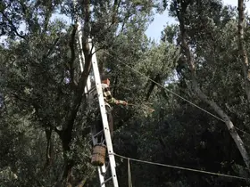 Artvin’de üstün lezzet ödüllü Butko zeytininin hasadı başladı
