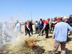 Asırlık lezzet firik bulgurunun hasadı başladı
