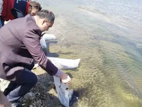Aslanapa Kureyşler Göleti’ne 140 bin sazan yavrusu bırakıldı
