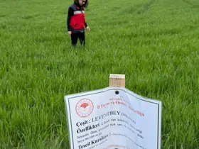 Aslanapa’da buğday demonstrasyon sahalarında hastalık ve zararlı sürvey çalışmaları
