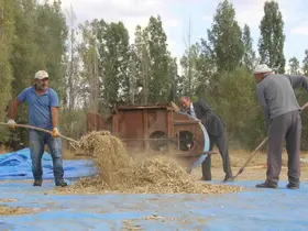 Ata tohumu fasulyeler geleneksel yöntemlerle üretiliyor
