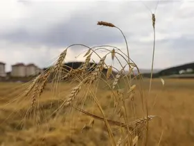 Ata Tohumu Kavılcanın hasadı başladı
