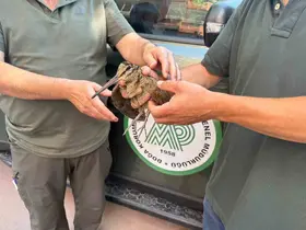 Avcılar yaralı çulluğu doğa koruma ekiplerine teslim etti
