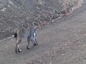 Avını taşıyan vaşak kamerada
