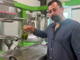 Avrupa ilaç yerine ilk hasat zeytinyağı içiyor
