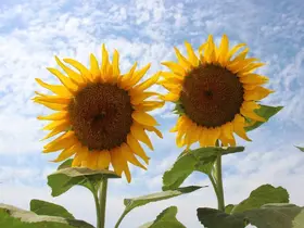 Ayçiçek alım fiyatları açıklandı
