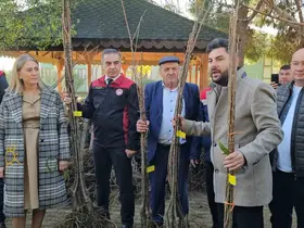 Aydın dağları sağlıklı kestane ağaçlarıyla donatılıyor
