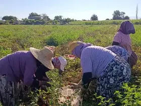Aydın’da 12 bin 94 dekarda domates hasadı sürüyor
