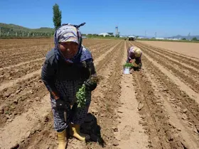 Aydın’da biberler toprakla buluştu
