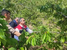 Aydın’da dolu vurdu, zarar gören tarım arazileri yerinde incelendi
