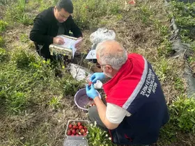 Aydın’da hasat öncesi çilek bahçeleri kontrol edildi
