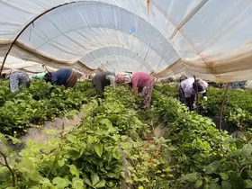 Aydın’da kavurucu sıcakta çilek mesaisi
