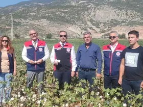 Aydın’da pamuk tarlalarına inceleme
