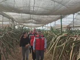 Aydın’da pitaya üretimi genişliyor
