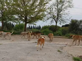 Aydın’da sahipsiz sokak hayvanları için çalışmalar sürüyor
