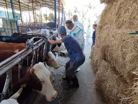 Aydın’da sonbahar şap aşısı kampanyası başladı
