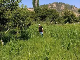 Aydın’da sorgum otu ekili alanlar kontrol edildi
