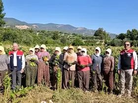 Aydın’da tütün üretiminin merkezi Karacasu’da kırım başladı
