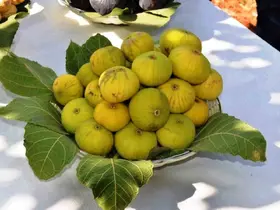 Aydın’ın taze inciri dünya pazarlarına uğurlandı
