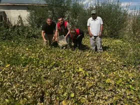 Aydıntepe şeker fasulyesi tarlada denetlendi
