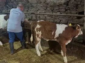 Aydıntepe’de 6 köyde daha buzağı küpeleme ve aşılama çalışmaları tamamlandı
