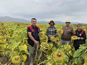 Aydıntepe’de ayçiçeği hasadı başladı
