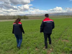 Aydıntepe’de hububat ekili alanlarda hastalık ve zararlı kontrolü yapıldı
