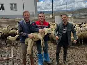 Aydıntepe’de küçükbaş hayvan tespitleri sürüyor
