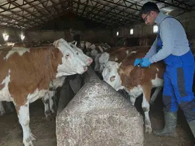 Aydıntepe’de şap aşılama çalışmaları Günbuldu ve Kavlatan’da yapıldı
