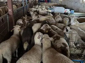 Aydıntepe’de şap hastalığına yönelik NSP ve bağışıklık takibi başlatıldı
