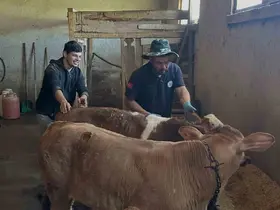 Aydıntepe’nin 8 köyünde buzağı küpeleme ve aşılama çalışmaları tamamlandı
