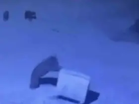 Ayı ailesinin çöp konteyneri ile oyunu
