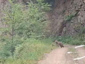 Ayı ve üç yavrusu yolda görüntülendi
