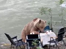 Ayının piknik keyfi kameralara yansıdı
