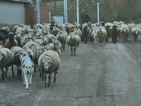 Aylık 50 bin liraya çoban bulamıyorlar
