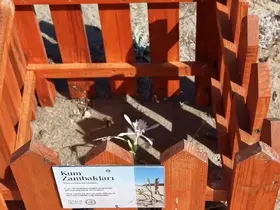 Ayvalık Badavut Sahili’nde kum zambaklarına ahşap kafesli koruma
