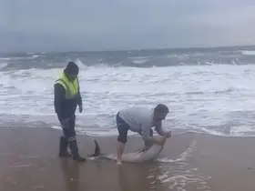 Ayvalık’ta karaya vuran yunusu vatandaşlar kurtardı
