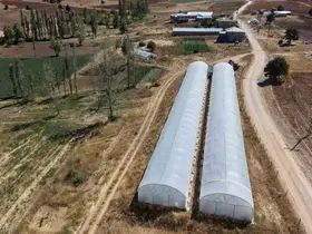 Baba-kız bin 500 rakımda sera kurup domates yetiştirmeye başladılar
