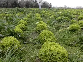 Bafra Ovası’nda 570 dekar alanda marul üretimi
