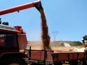 Bafra Ovası’nda buğday ve arpa hasadı başladı
