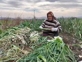 Bafra Ovası’nda pırasa hasadı: Bu yıl rekolte yüksek
